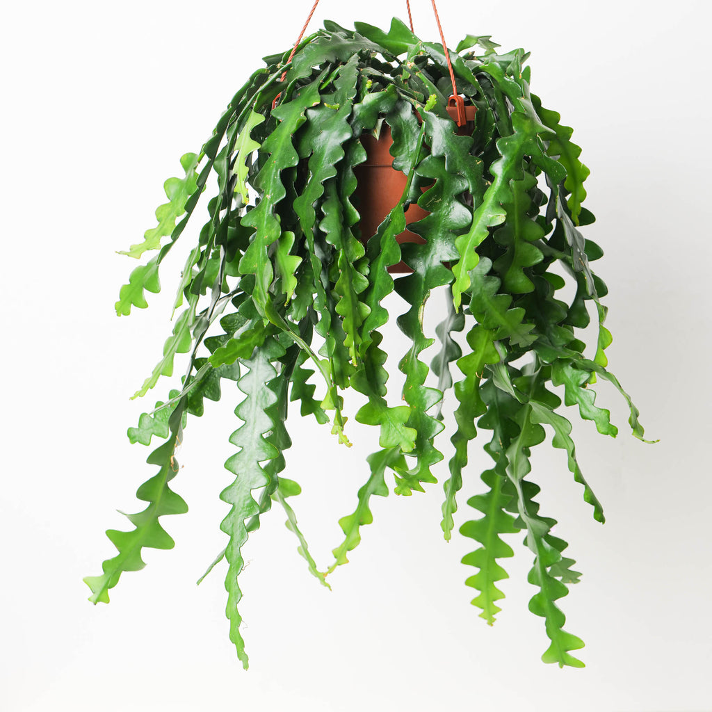 Selenicereus anthonyanus | Zig Zag Cactus | Plants | GrowTropicals.com