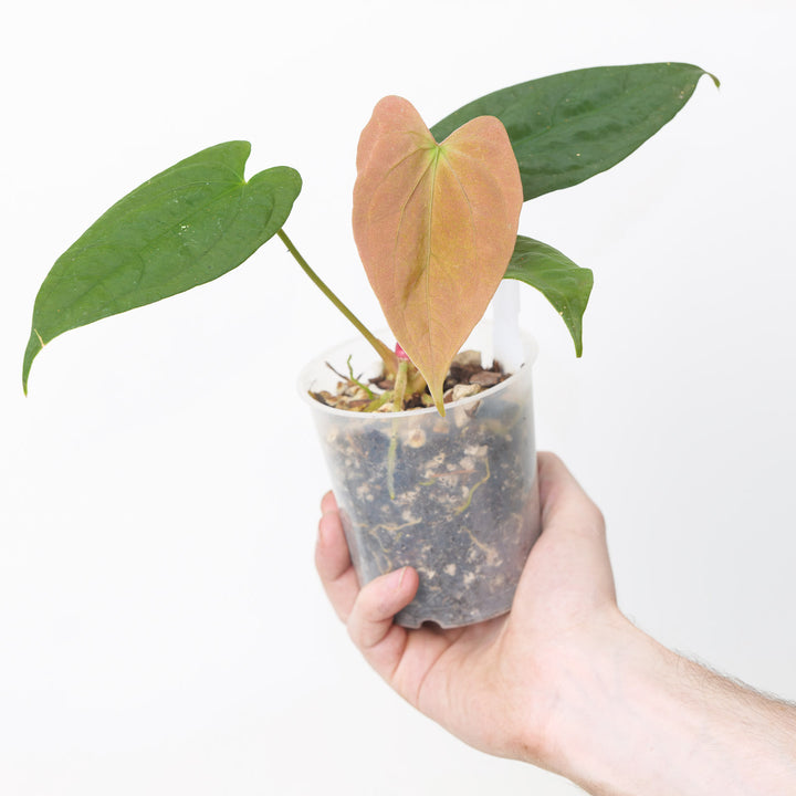 Anthurium Ace of Spades (Indo Form) A2 Plants GrowTropicals