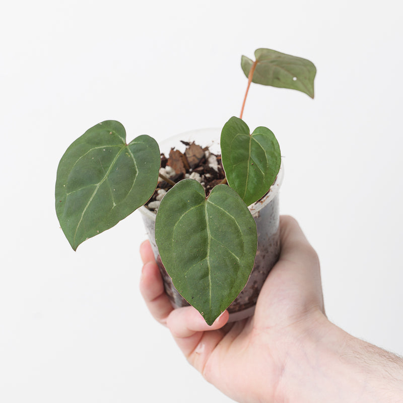 Anthurium Ace of Spades 'Dark Form' x Magnificum Plants GrowTropicals