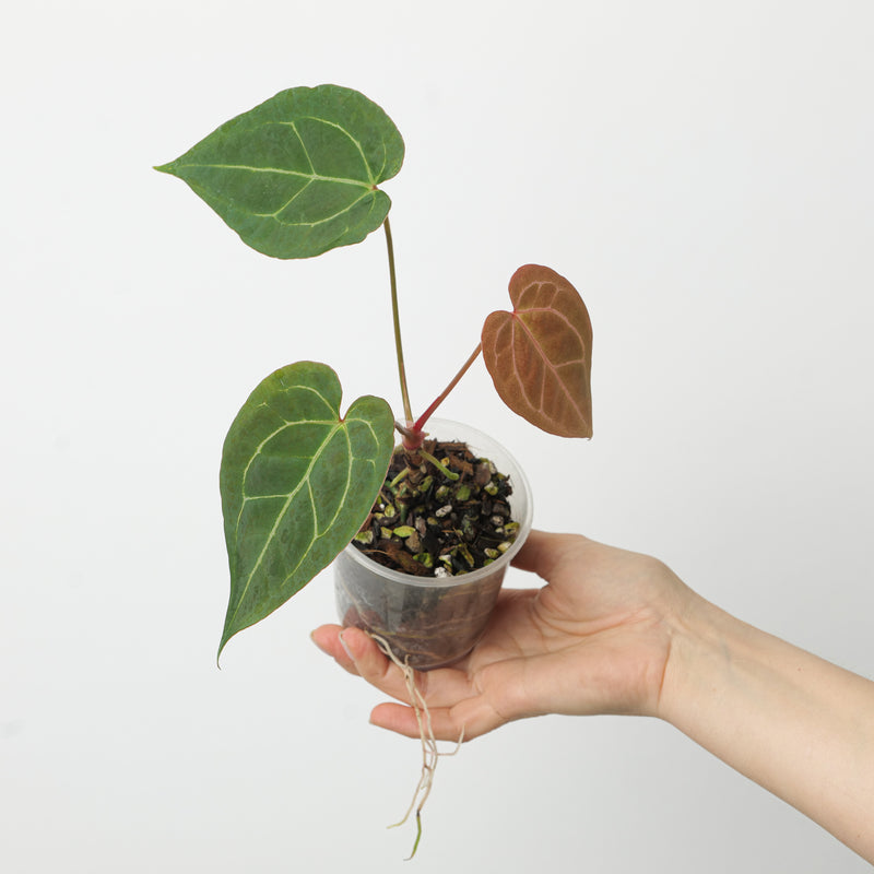 Anthurium 'Ace of Spades' x (Magnificum x) Plants GrowTropicals