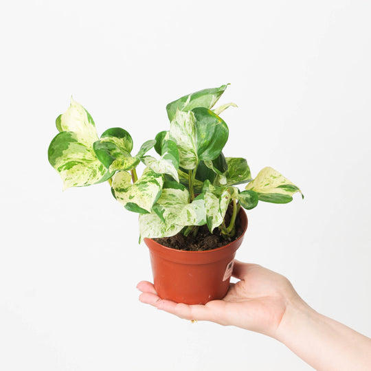 Epipremnum Marble 'Apple' Plants GrowTropicals