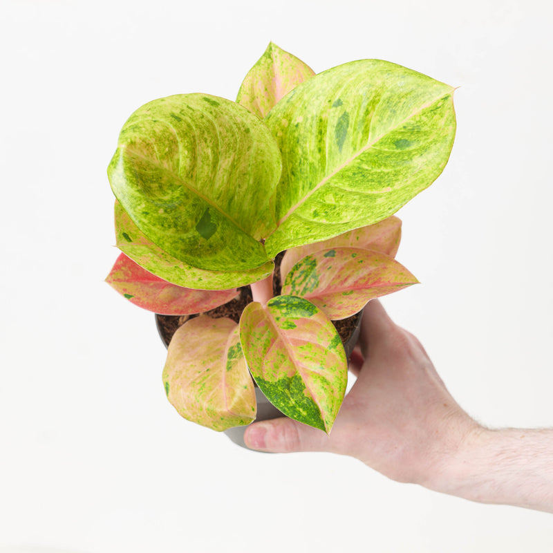 Aglaonema 'Apple Fantasy' Plants GrowTropicals
