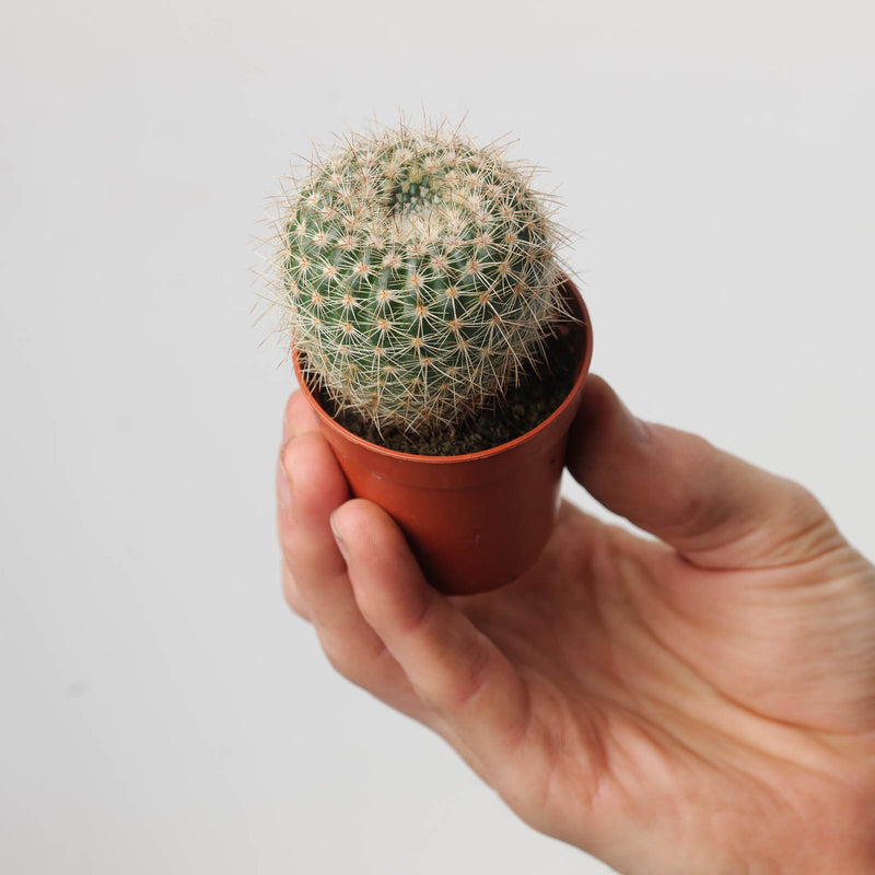 Notocactus apricus 5.5cm Plants GrowTropicals