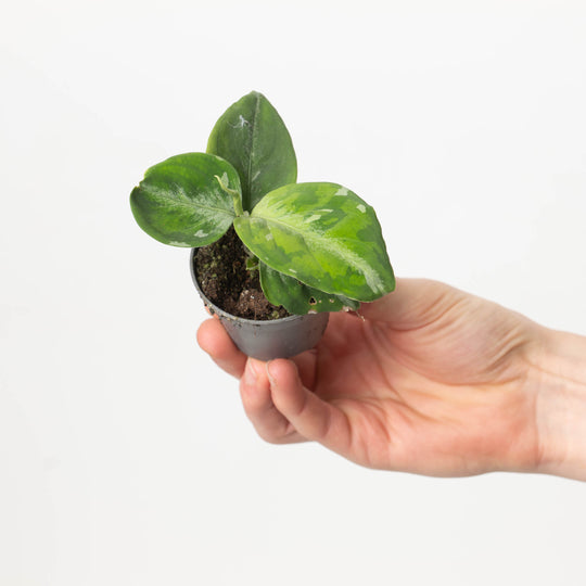 Aglaonema pictum Tricolor 6cm Plants GrowTropicals