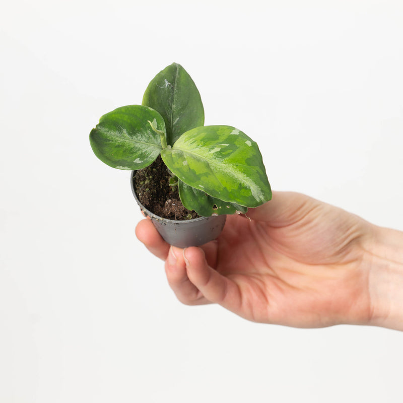 Aglaonema pictum Tricolor — 6cm