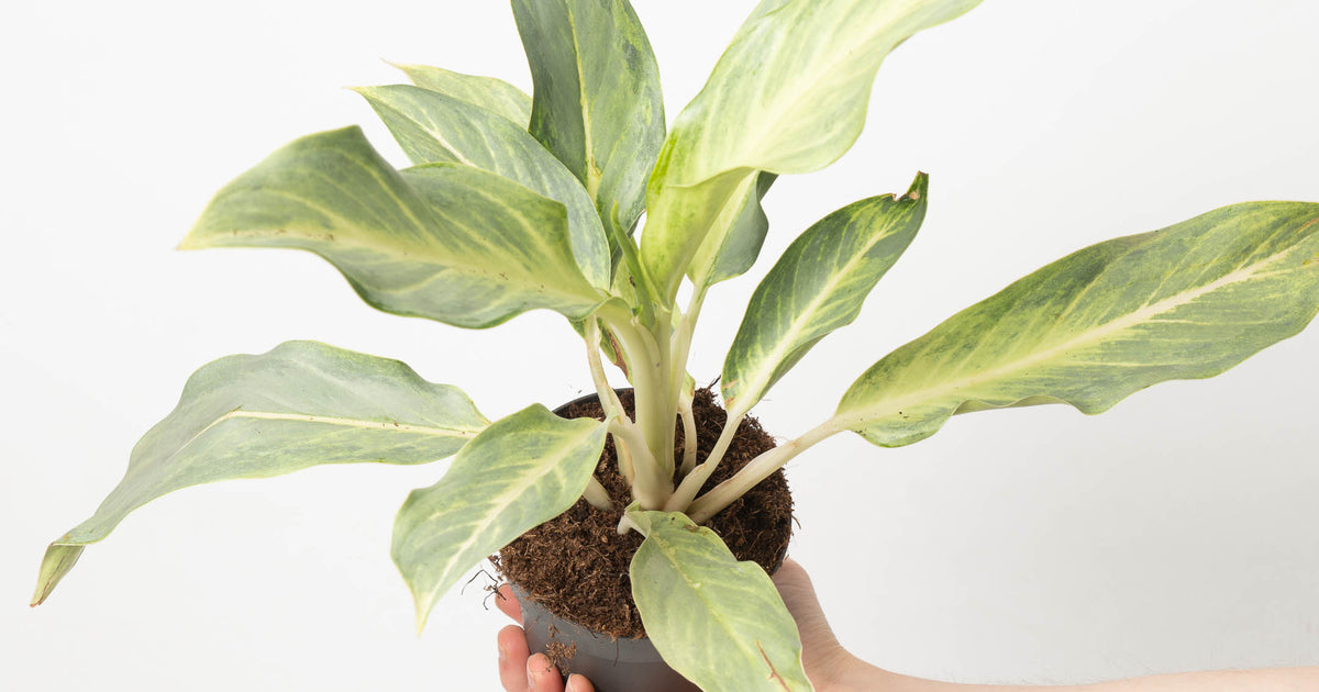 aglaonema neon green Aglaonema Aqua Green | Plants