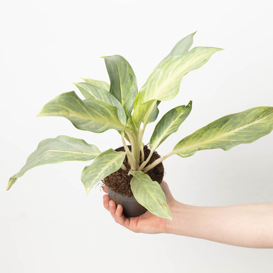 Aglaonema Aqua Green Plants GrowTropicals
