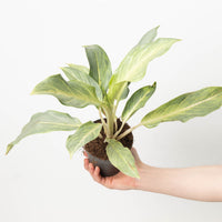 Aglaonema Aqua Green