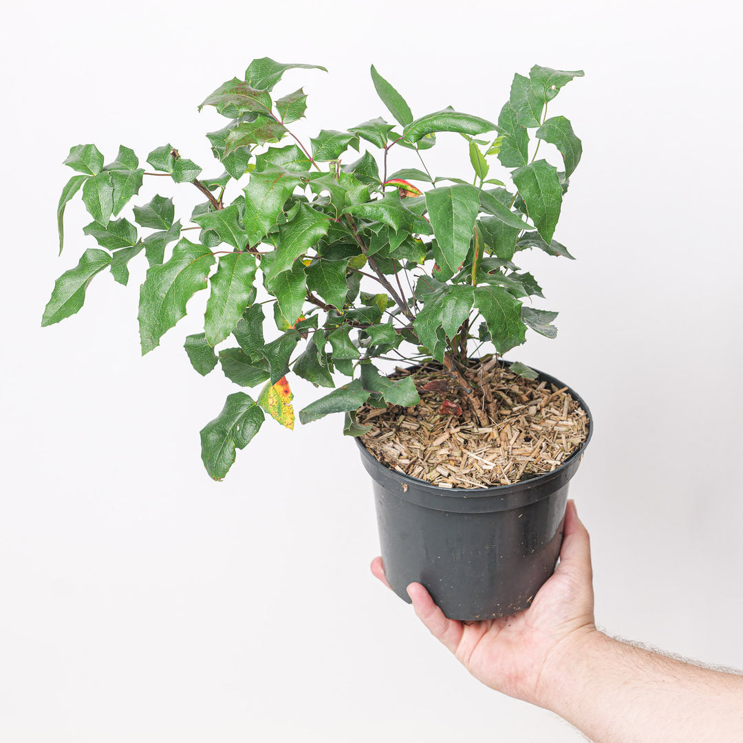 Mahonia aquifolium (Oregon Grape) Plants - Outdoor GROW TROPICALS