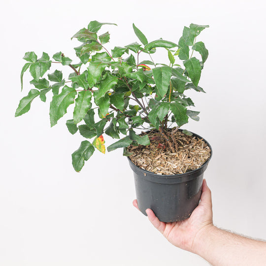 Mahonia aquifolium (Oregon Grape) Plants - Outdoor GROW TROPICALS