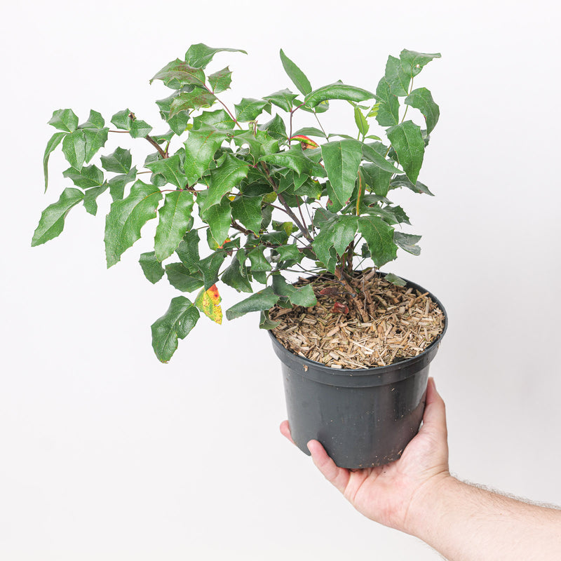 Mahonia aquifolium (Oregon Grape) Plants - Outdoor GROW TROPICALS