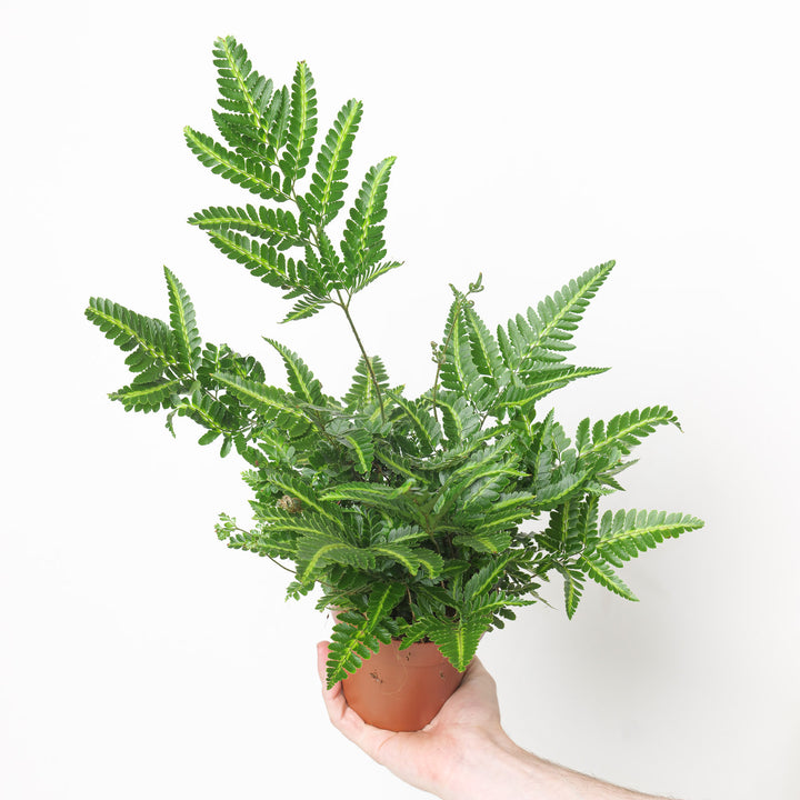 Arachniodes simplicior Variegata 12cm / 1L Plants - Outdoor GROW TROPICALS