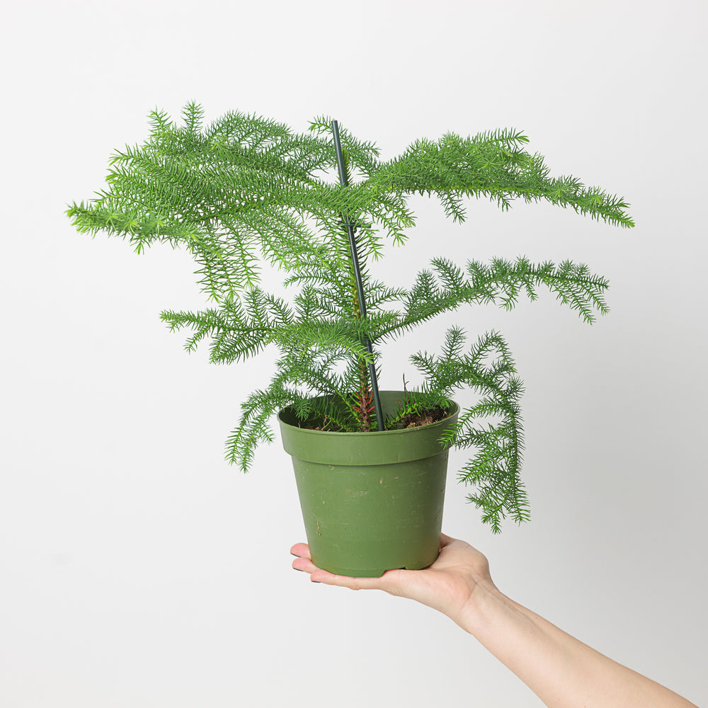 Norfolk Island Pine | Araucaria heterophylla - GROW TROPICALS