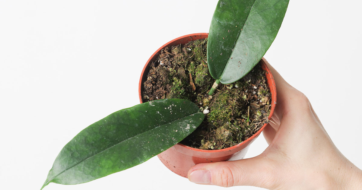 Hoya archboldiana | Plants