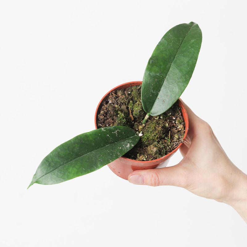 Hoya archboldiana Plants GrowTropicals