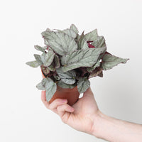 Begonia Arctic Breeze