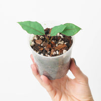 Ardisia sp. 'Blue / Ecuador'