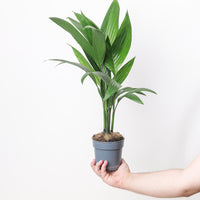 Areca catechu (Betel Nut Palm)