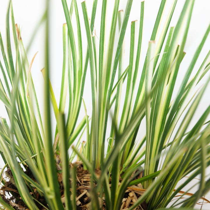 Acorus calamus 'Argenteostriatus' Plants - Outdoor GROW TROPICALS