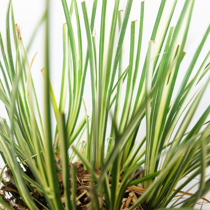 Acorus calamus 'Argenteostriatus' Plants - Outdoor GROW TROPICALS