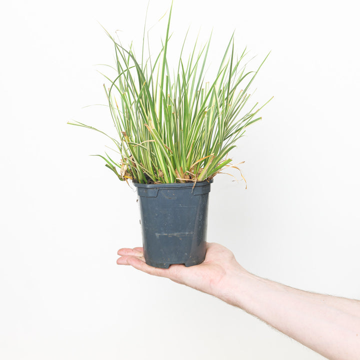 Acorus calamus 'Argenteostriatus' 13cm / 1L Plants - Outdoor GROW TROPICALS