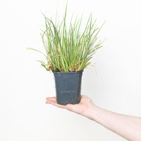 Acorus calamus 'Argenteostriatus'