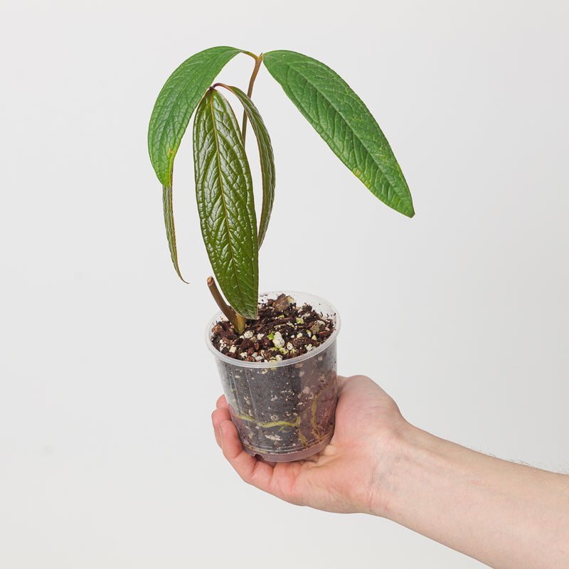 Anthurium arisaemoides aff. 'Red Petiole' Plants GrowTropicals