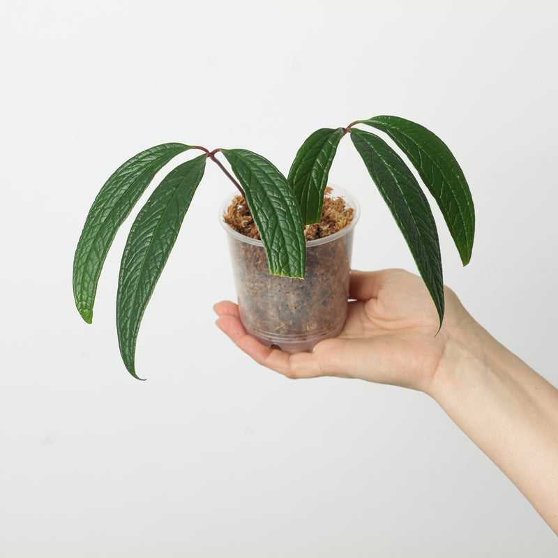 Anthurium arisaemoides aff. 'Red Petiole' Plants GrowTropicals