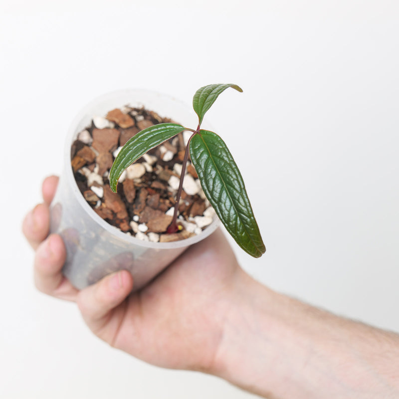 Anthurium arisaemoides aff. 'Red Petiole' — 9cm