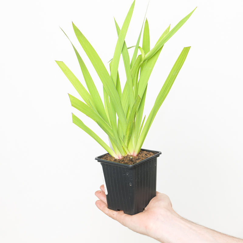 Aristea ecklonii (Blue Stars) — 9cm / 0.5L