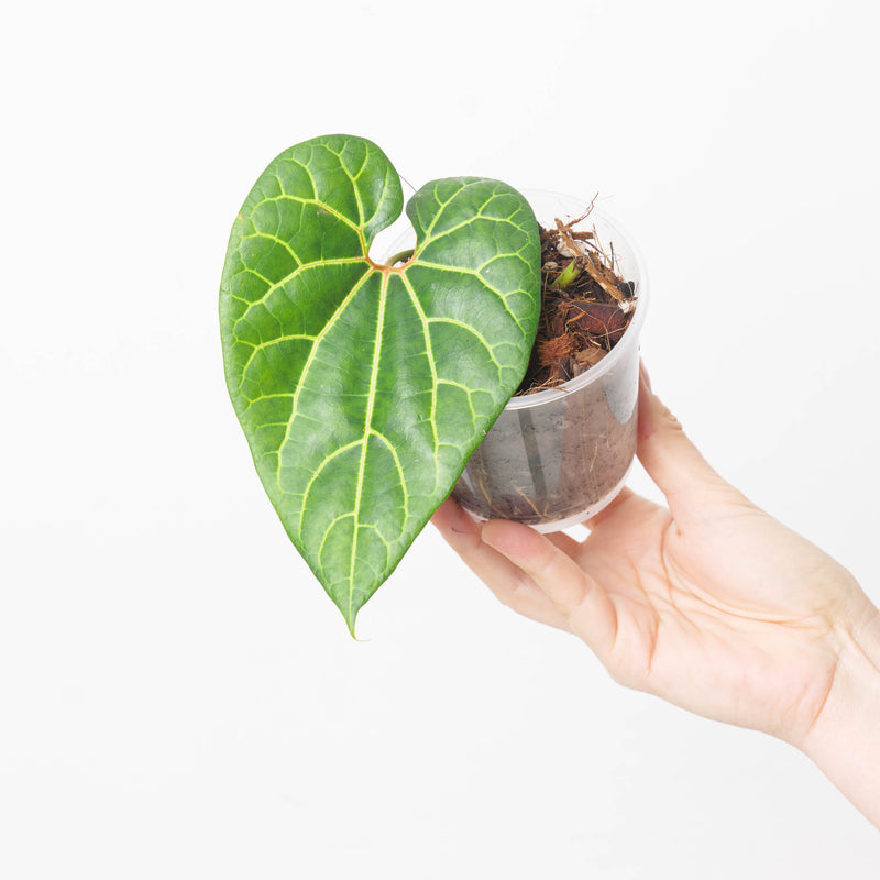 Aristolochia leuconeura Plants GrowTropicals