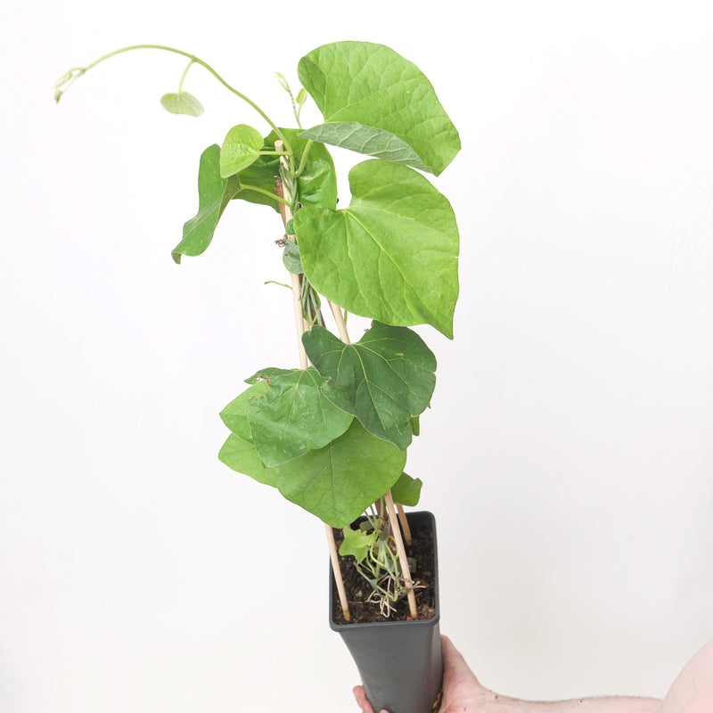 Aristolochia macrophylla — 17cm / 2L