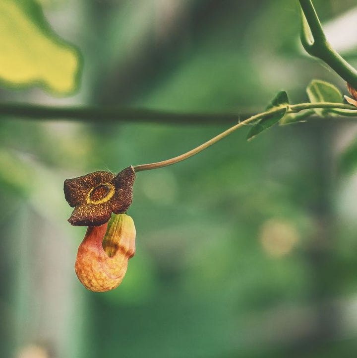 Aristolochia macrophylla Plants - Outdoor GROW TROPICALS
