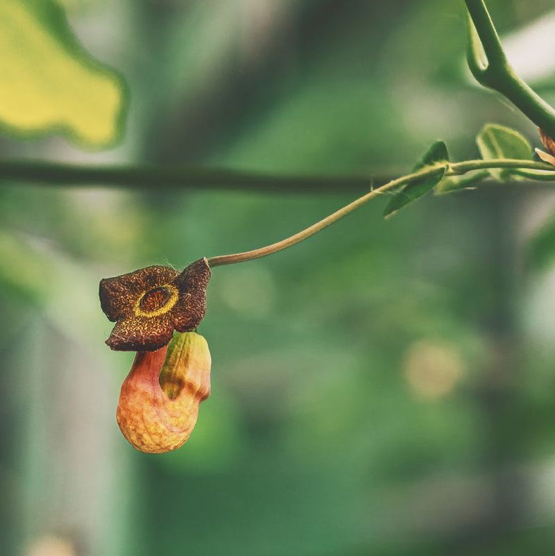 Aristolochia macrophylla Plants - Outdoor GROW TROPICALS