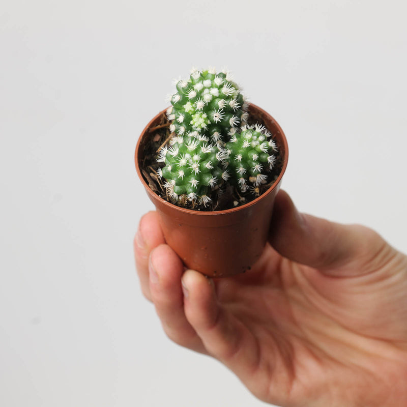 Mammillaria vetula subsp. gracilis 'Arizona Snowcap' Plants GrowTropicals