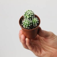 Mammillaria vetula subsp. gracilis 'Arizona Snowcap'