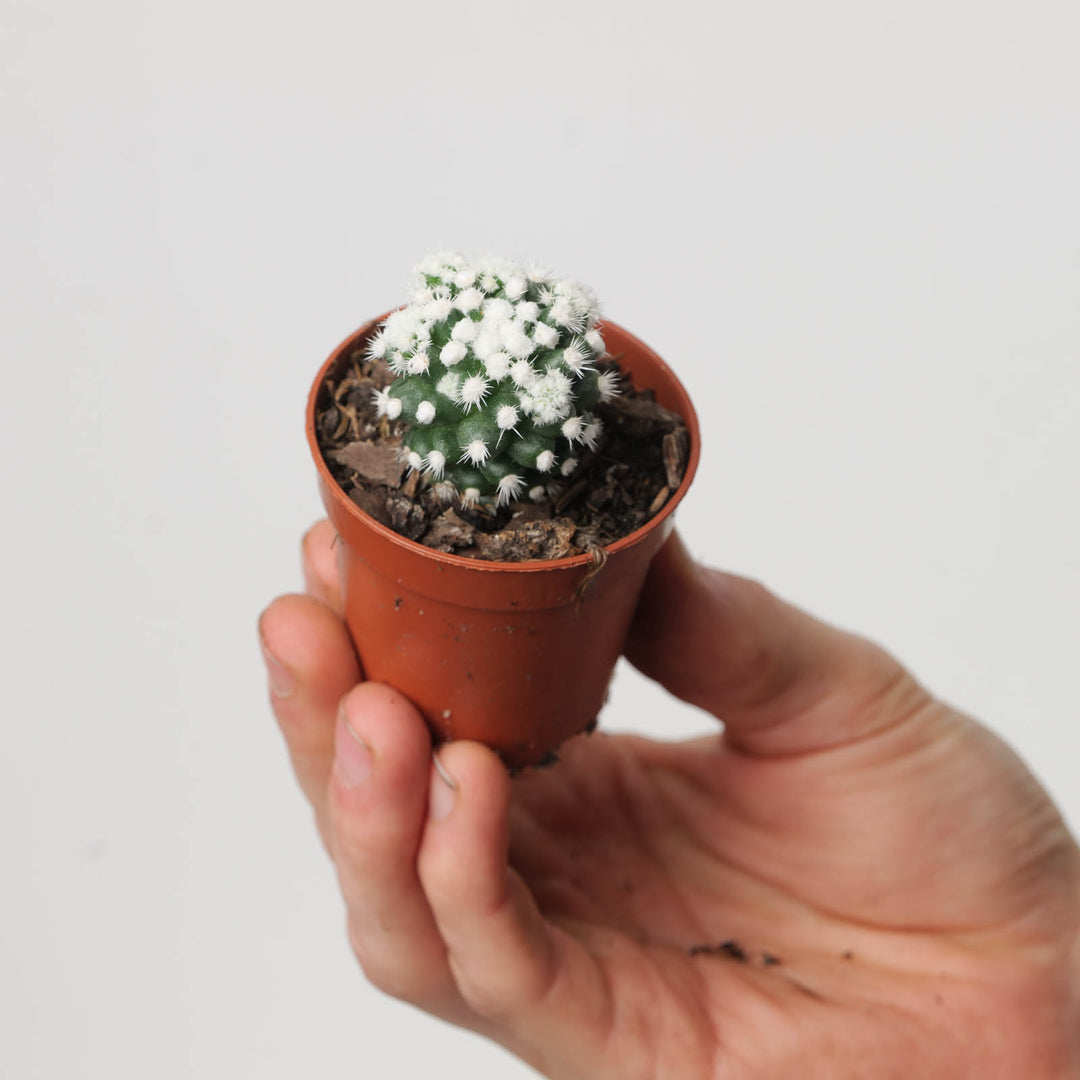 Mammillaria gracilis cv. oruga - GROW TROPICALS