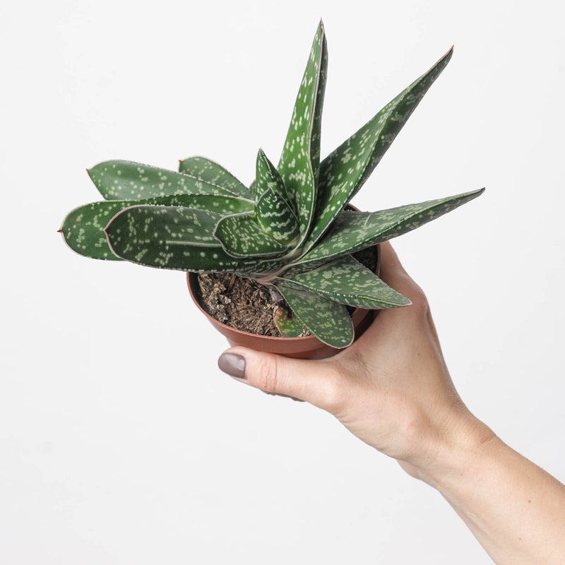 Gasteria brachyphylla 'Amour' Plants GrowTropicals