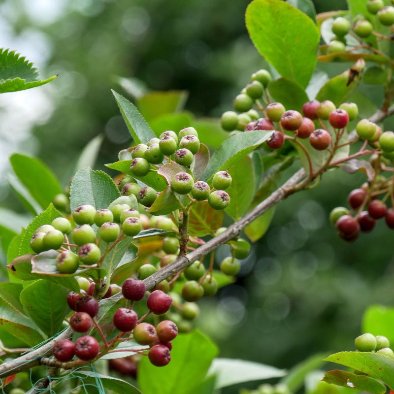 Aronia × prunifolia 'Viking' — 17cm / 2L
