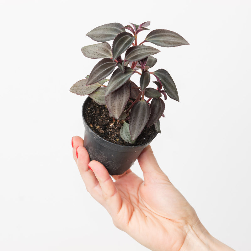 Arthrostemma parvifolium 9cm Plants GrowTropicals