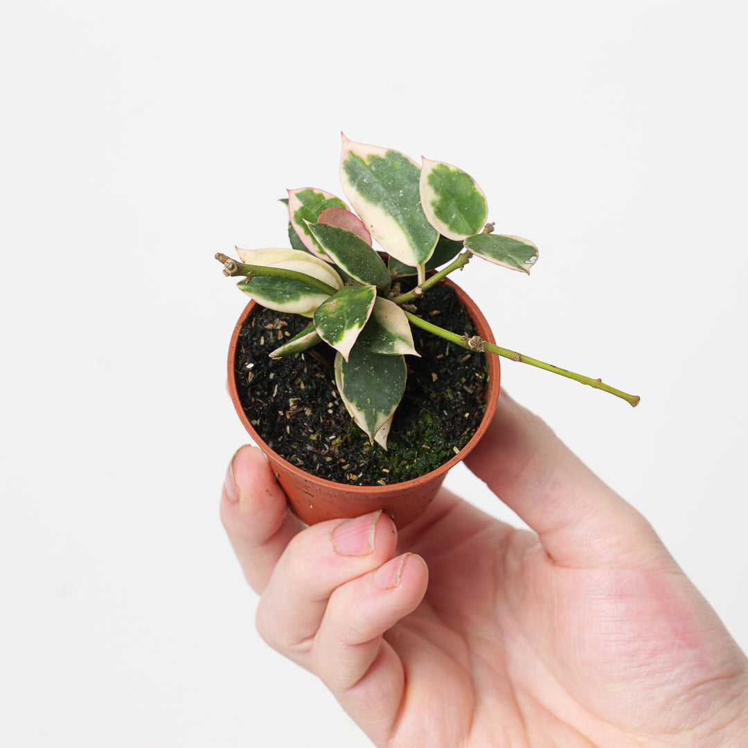 Hoya lacunosa 'Asami' - GROW TROPICALS