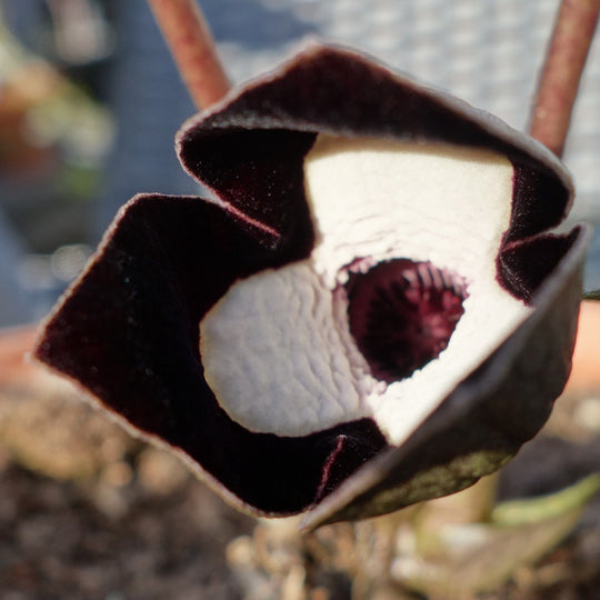 Asarum maximum Plants - Outdoor GROW TROPICALS
