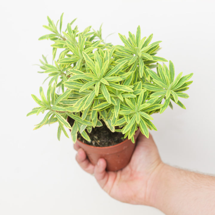 Euphorbia x martini 'Ascot Rainbow'