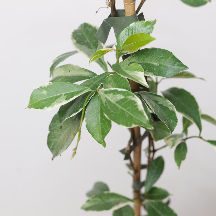 Trachelospermum asiaticum 'Star of Milano' Plants - Outdoor GROW TROPICALS