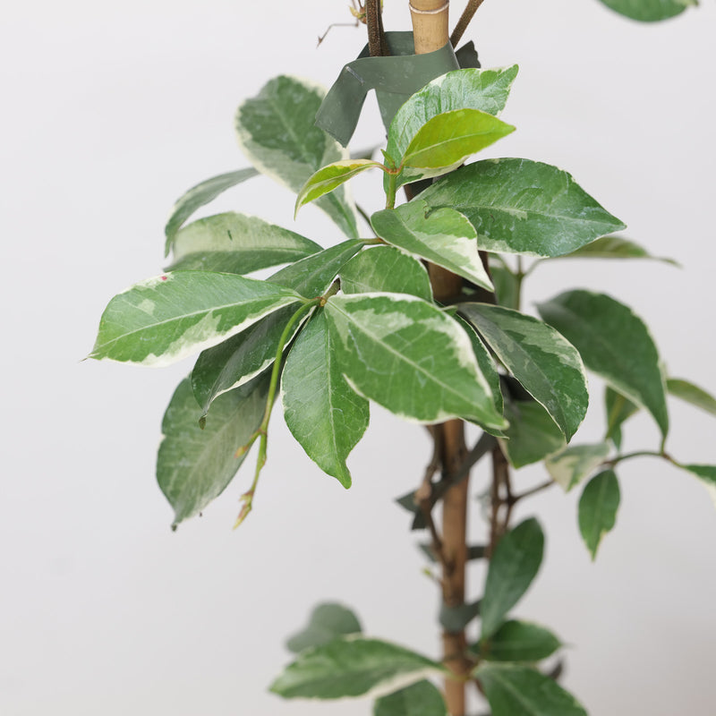 Trachelospermum asiaticum 'Star of Milano' Plants - Outdoor GROW TROPICALS