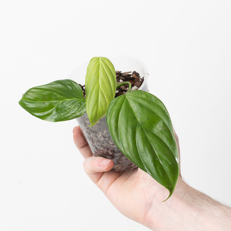 Philodendron smithii asperum Plants GrowTropicals