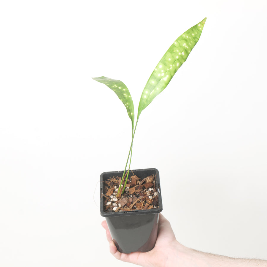 Aspidistra sichuanensis 'Kinboshi' | Variegated Cast Iron Plant Plants GrowTropicals