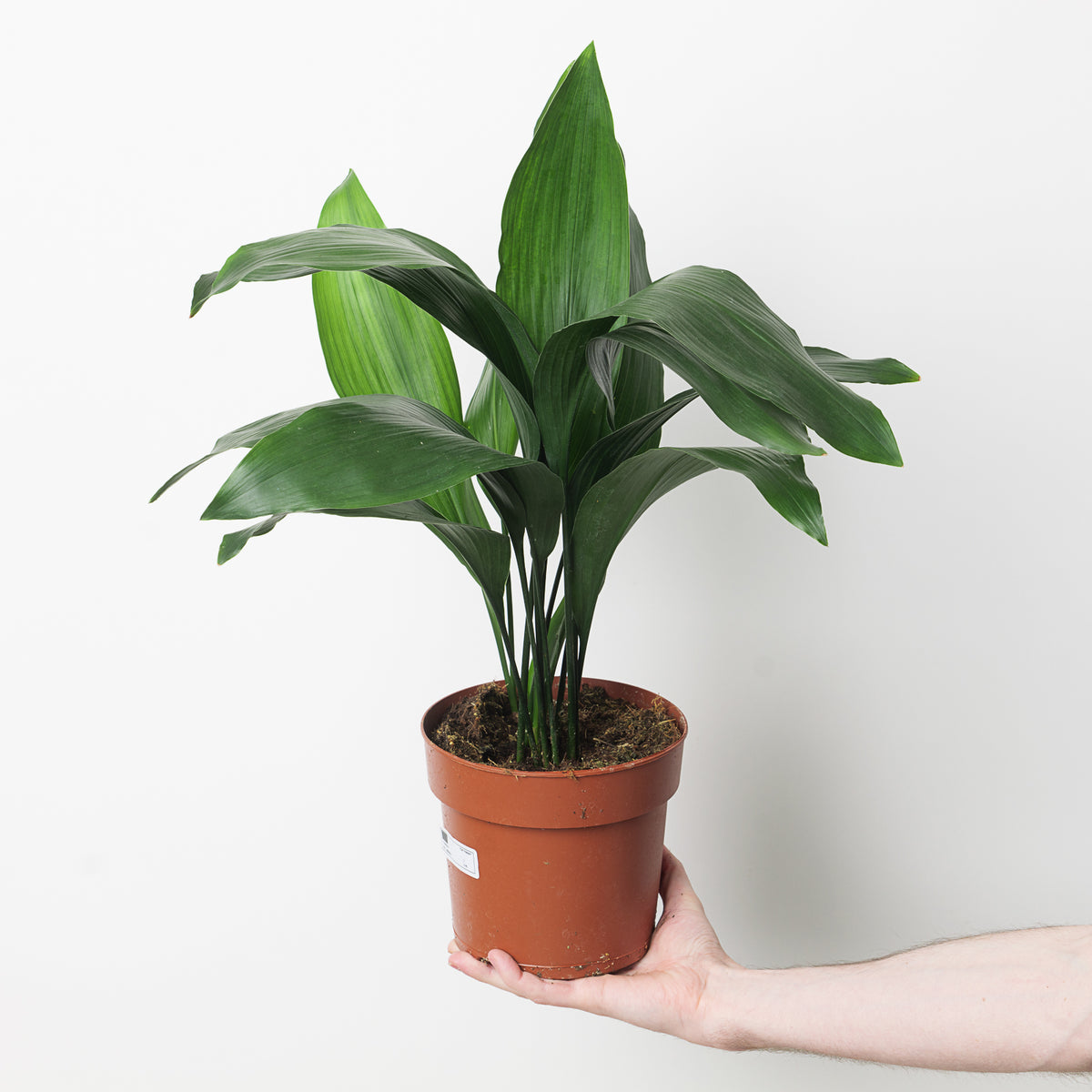 Aspidistra elatior 17cm Plants GrowTropicals