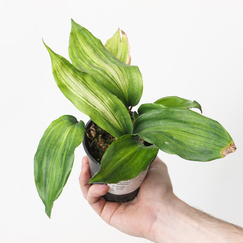 Aspidistra zongbayi 'Yunnan Sunbeam' Plants - Outdoor GROW TROPICALS