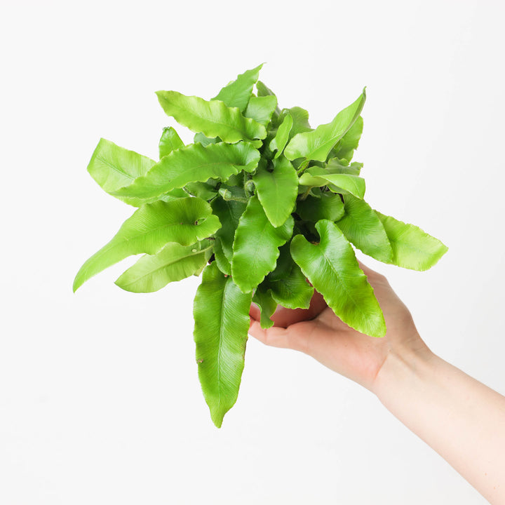 Asplenium scolopendrium 12cm / 1L Plants - Outdoor GROW TROPICALS